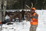 Bull Elk