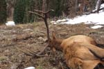 Bull Elk