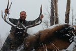 Bull Elk