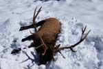 Bull Elk