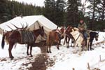 Bull Elk