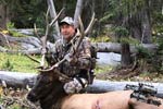 Bull Elk