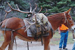 Bull Elk