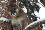 Mountain Lion