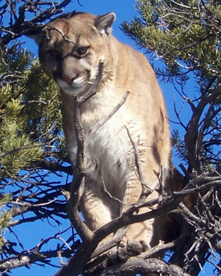 Mountain Lion