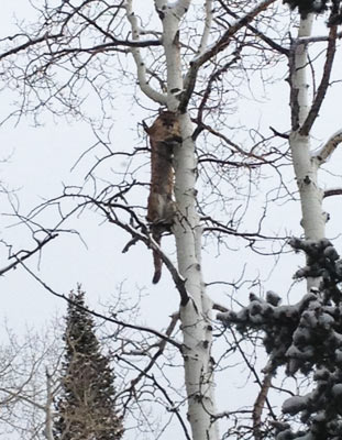 Mountain Lion in Tree